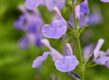 De zacht-paarse bloemen van Salvia mycrophylla
