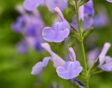 De zacht-paarse bloemen van Salvia mycrophylla