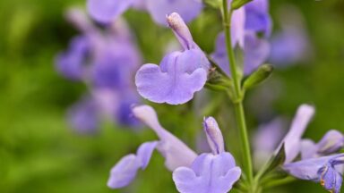 De zacht-paarse bloemen van Salvia mycrophylla