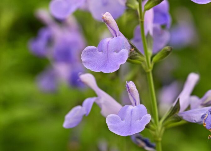 De zacht-paarse bloemen van Salvia mycrophylla