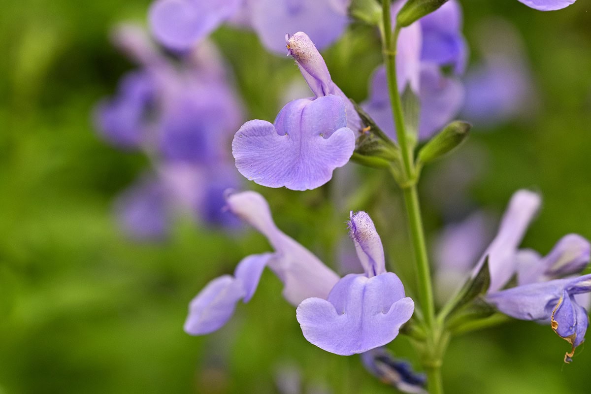 De zacht-paarse bloemen van Salvia mycrophylla