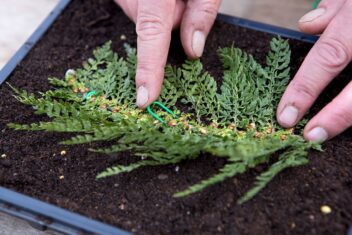 Varenblad op aarde gedrukt door vingers en vastgezet met pinnen.
