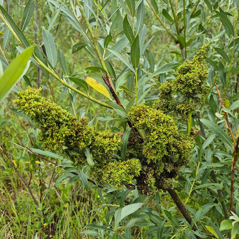 Vergroeiingen aan takken van wilgenboom.
