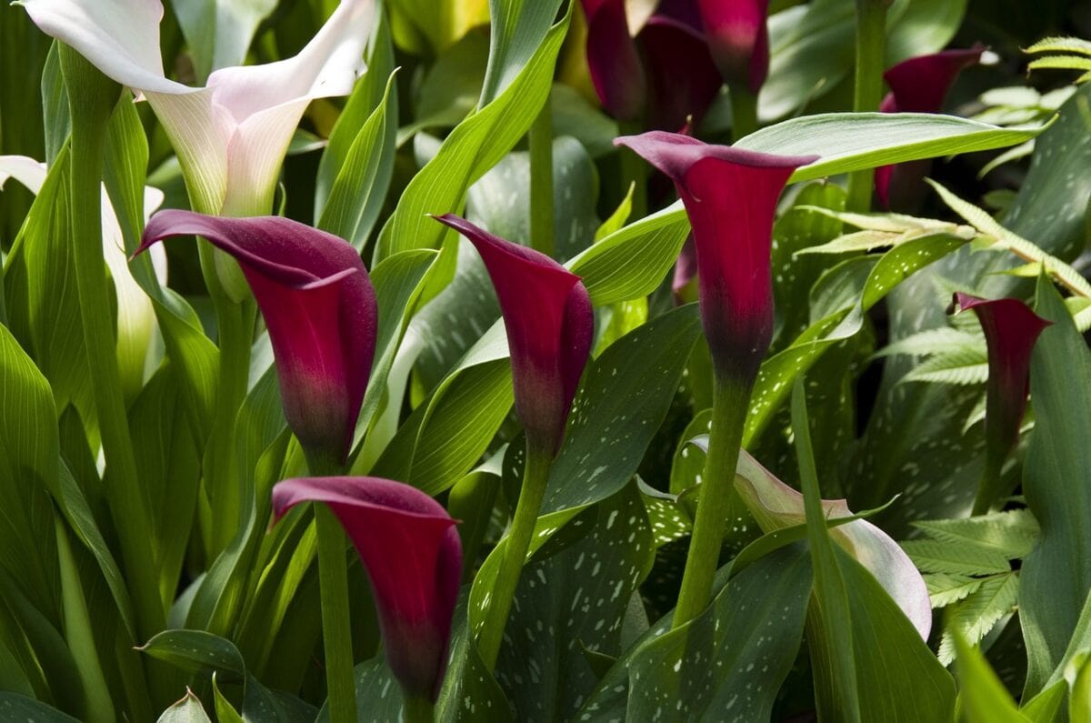 Paarse en witte bloemkelken