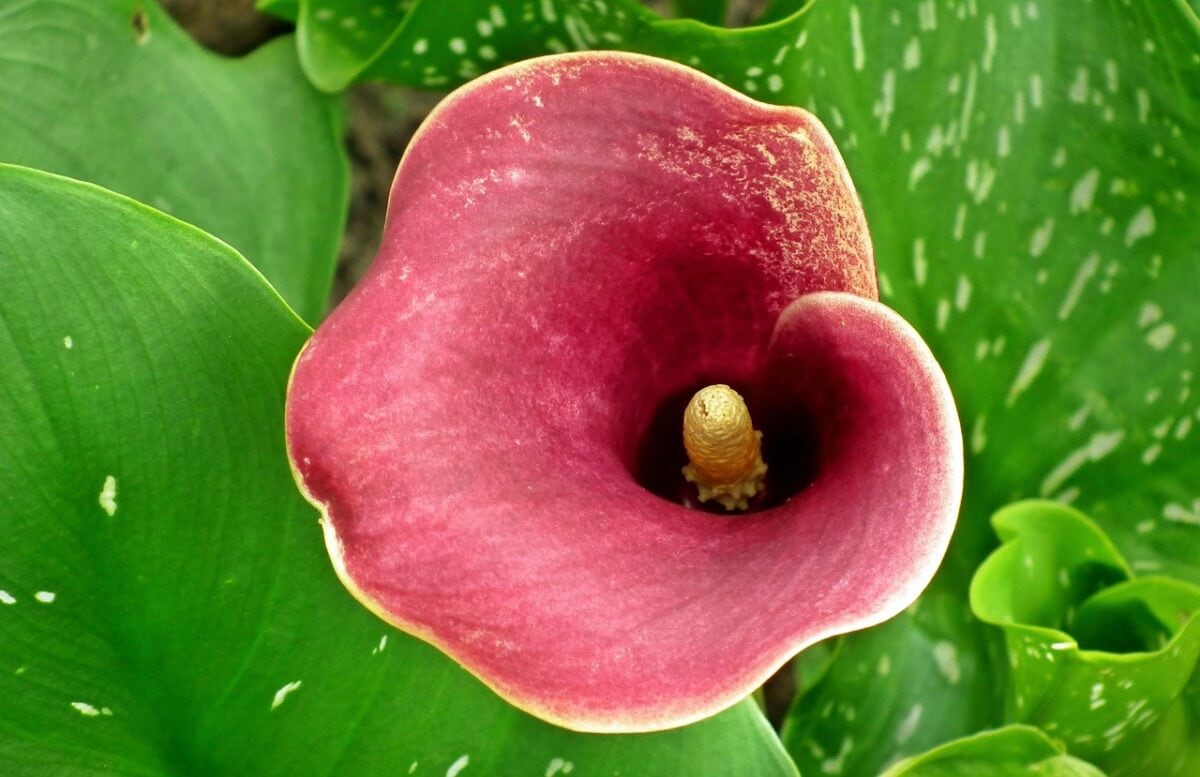 Paarsrode bloemkelk met groen gestipte bladeren.