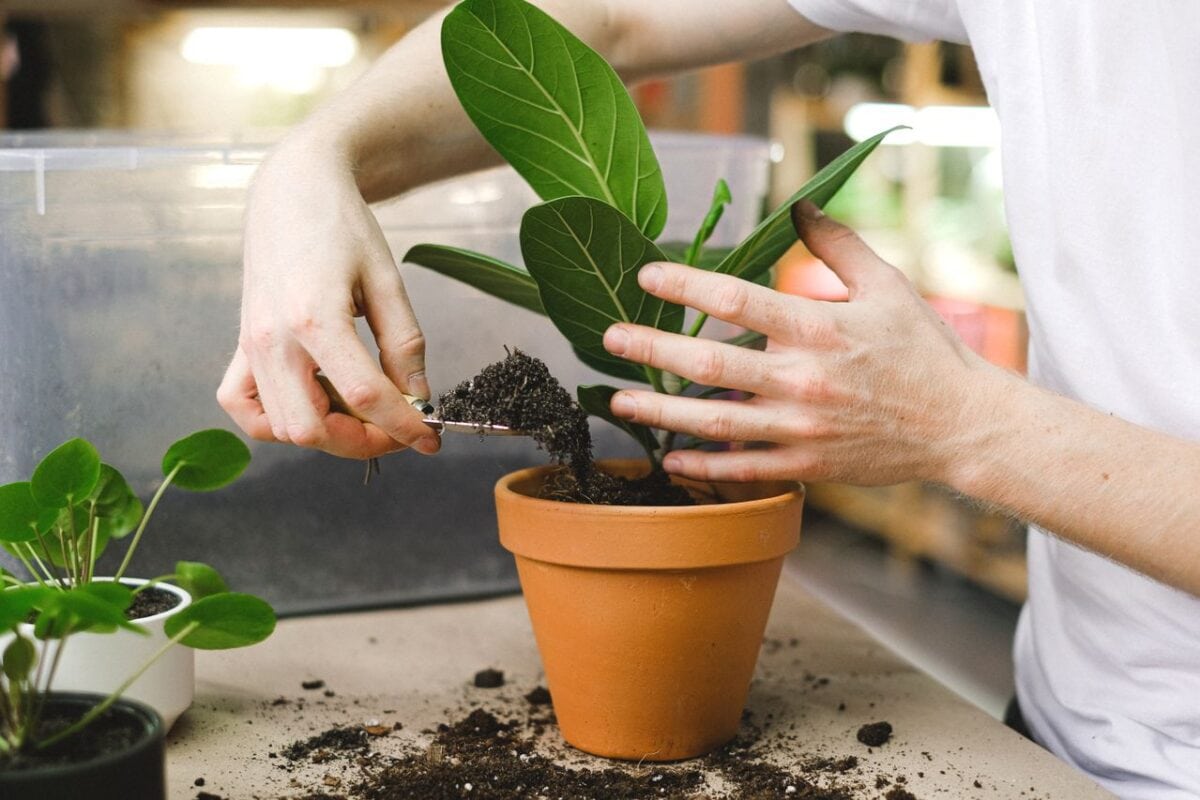 Plant in pot en hand houdt vast.