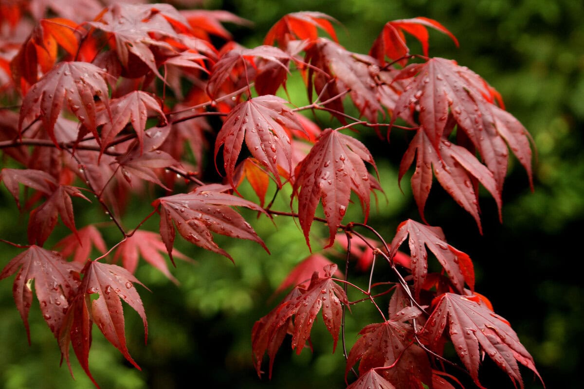 Rode bladeren van Acer palamatum atropurpureum