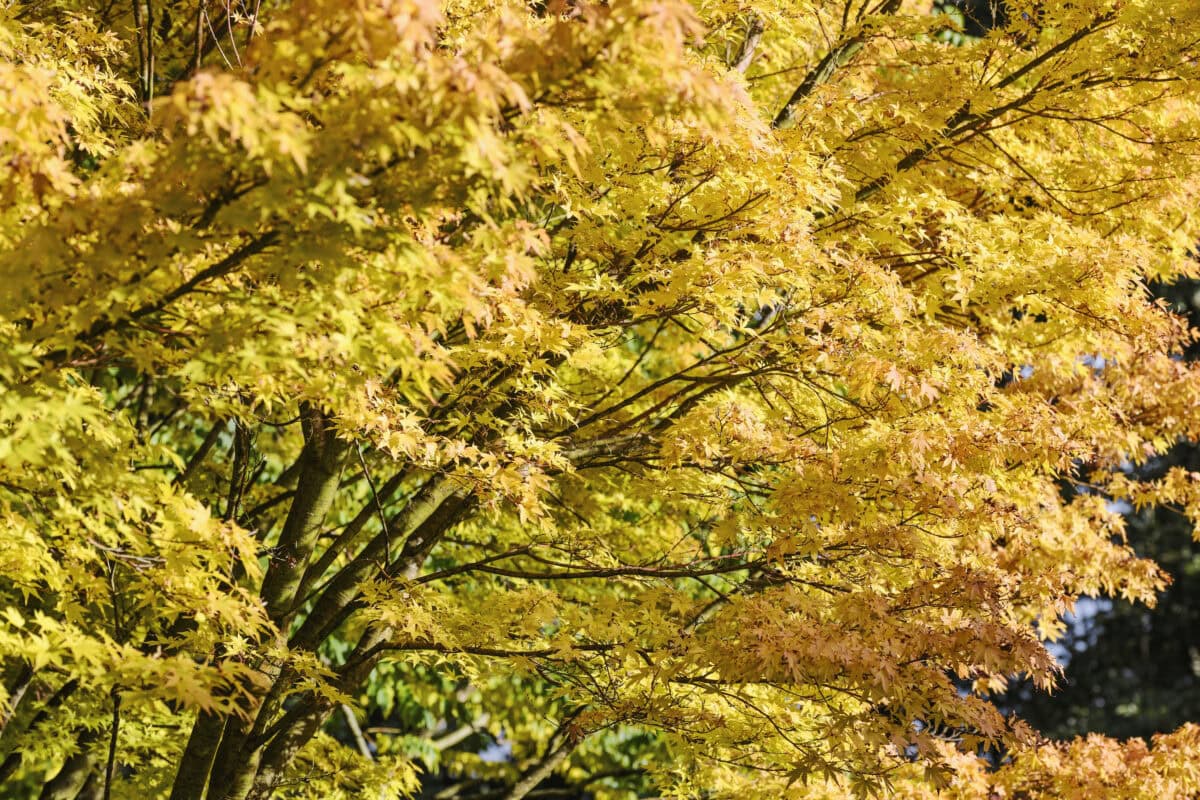 Acer palmatum 'Sango-kaku' bomen in de herfst