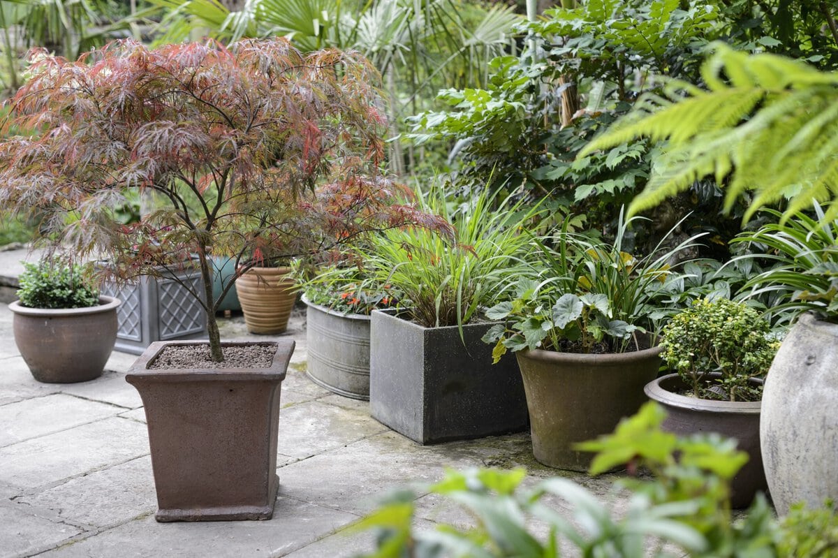 Planten in potten waaronder Acer palmatum var. dissectum