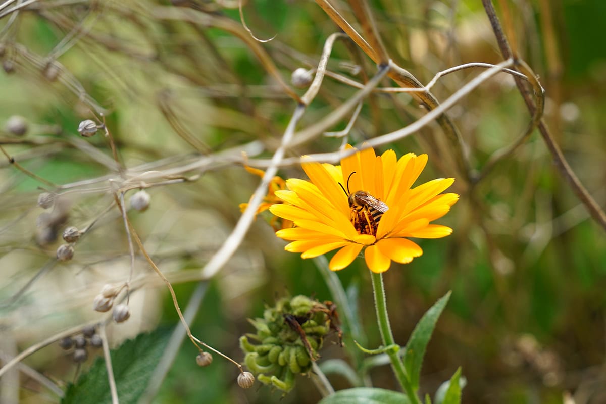 Bij zit op oranje bloem.