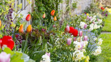 Tuin vol met bloeiende bloembollen
