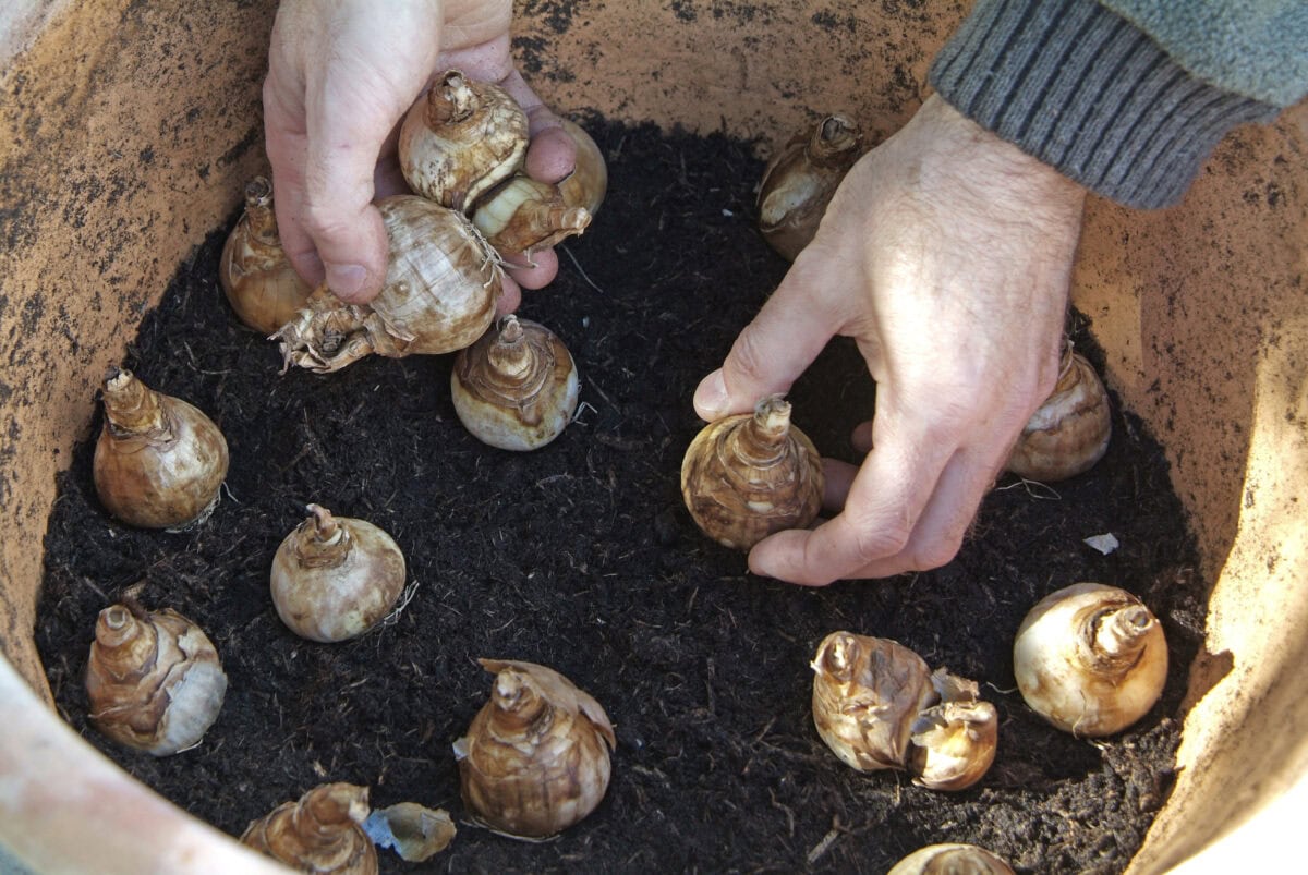 Iemand plant bloembollen in potgrond in een pot.