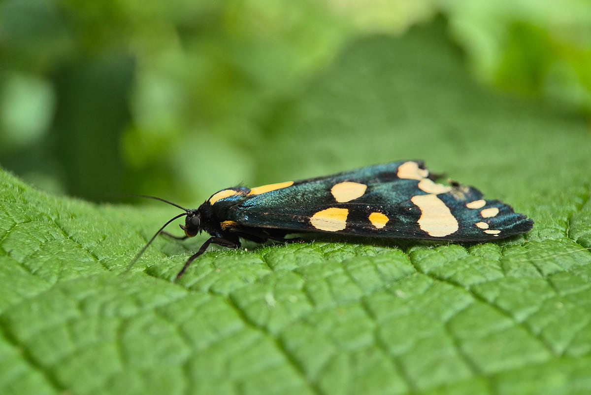 Nachtvlinder met blauwezwarte kleur en goudgele vlekken op groen blad.