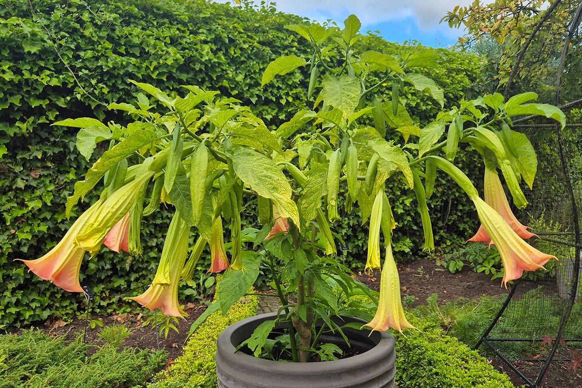 Plant in pot met grote bladeren en lange, trompetachtige oranje bloemen.