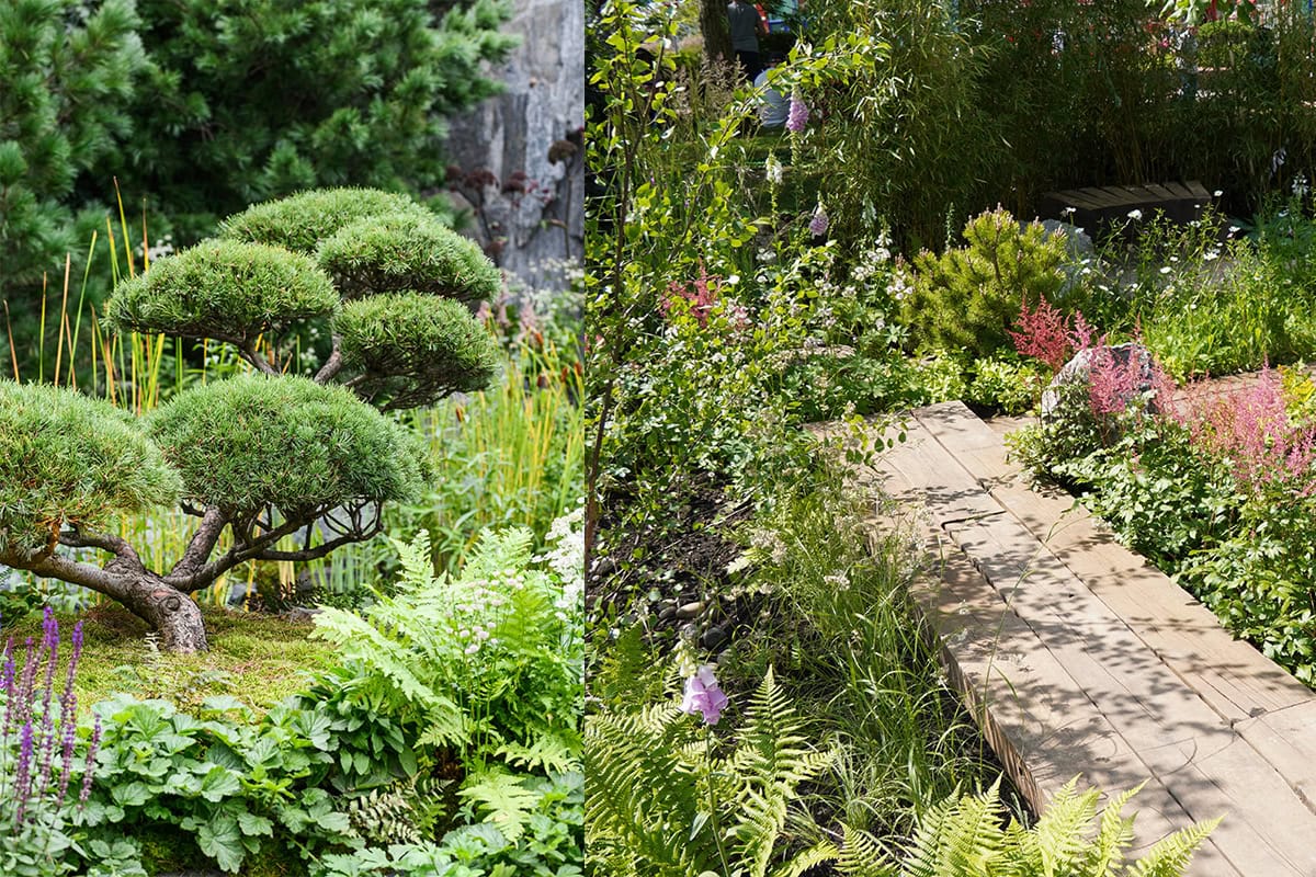 Twee afbeeldingen, links een bonzaiboom omringd door planten als varens, en rechts een showtuin met een houten pad en lage beplanting eromheen.