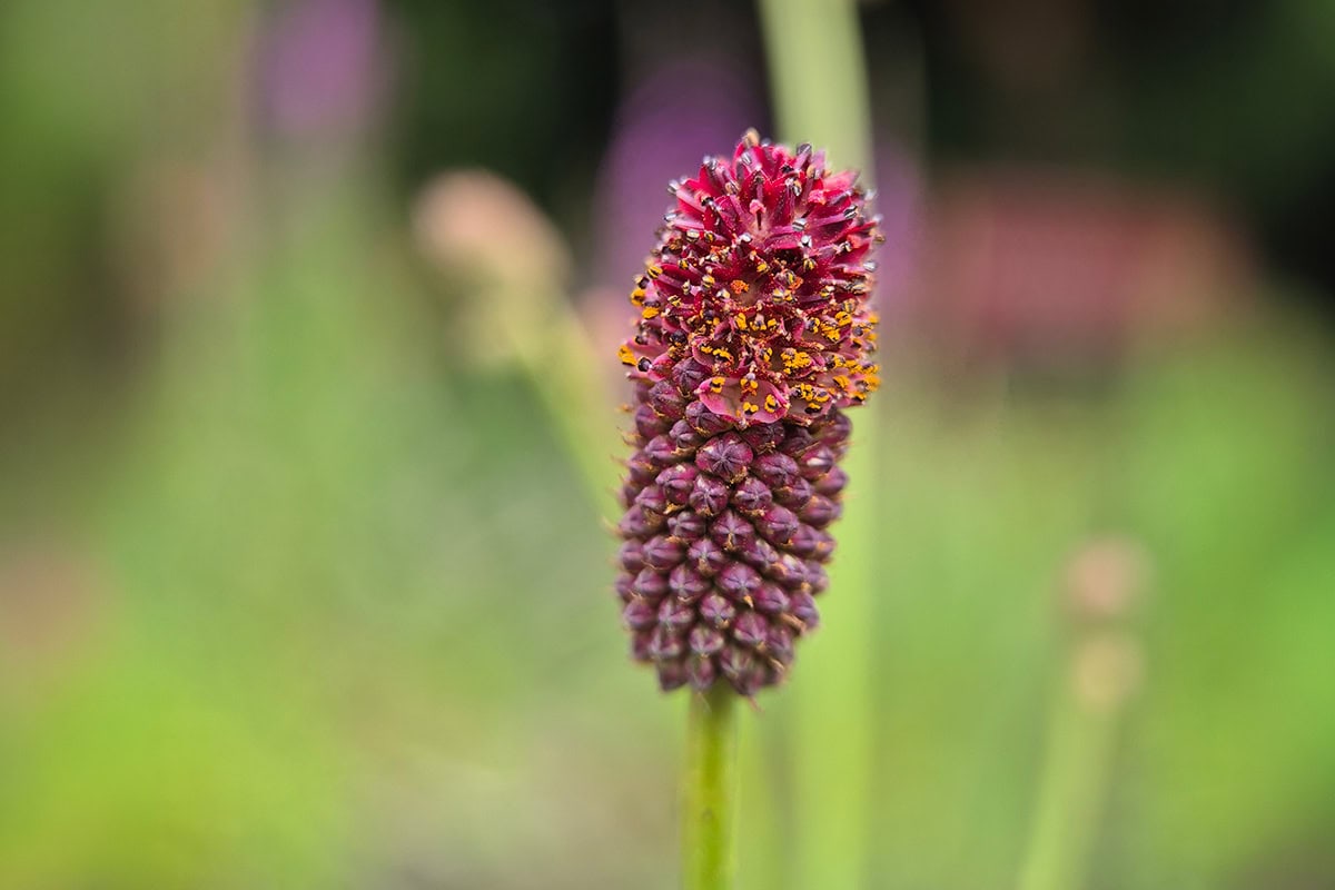 Bloemhoofdje met rode bloemen met oranje meeldraden,