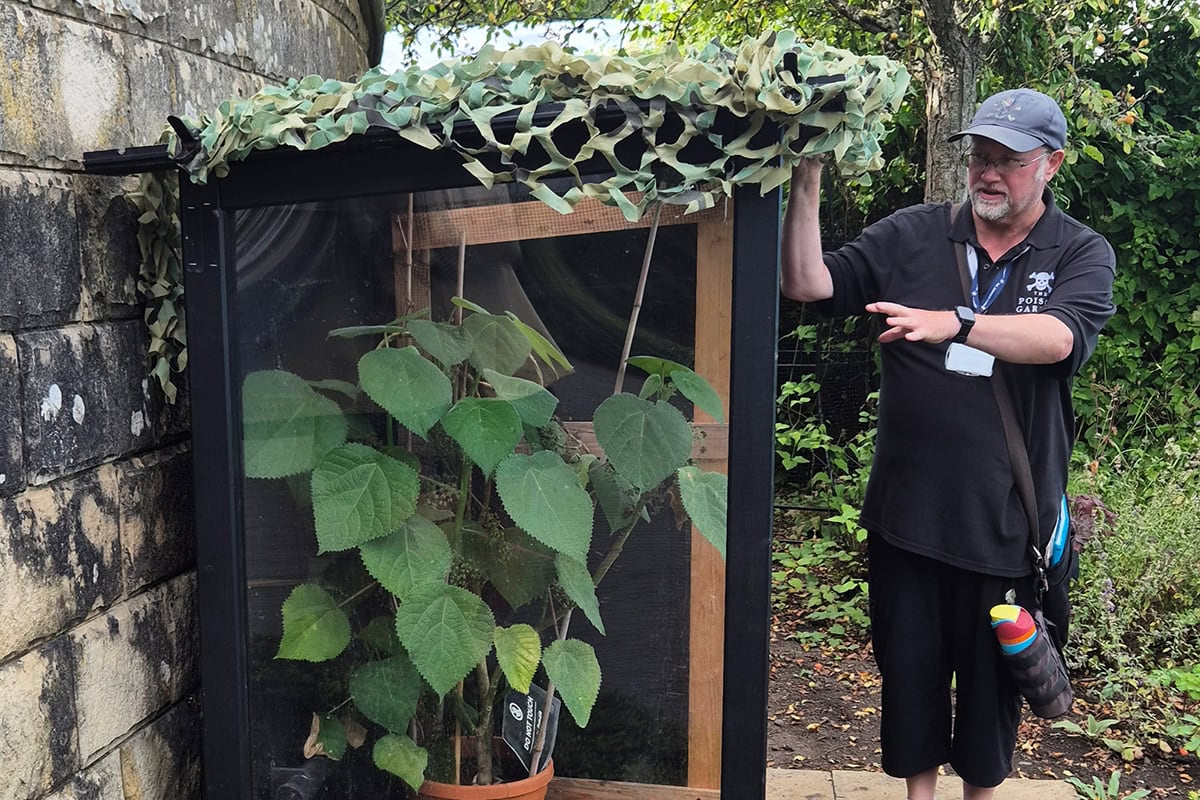 Giftige plant in glazen kast in tuin