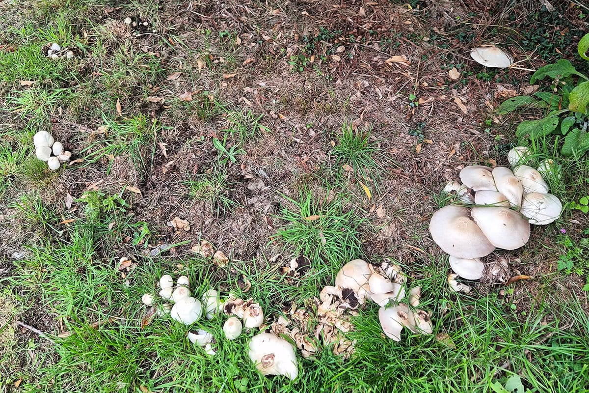 Witte paddenstoelen in gras en onder boom in een cirkel gegroeid.