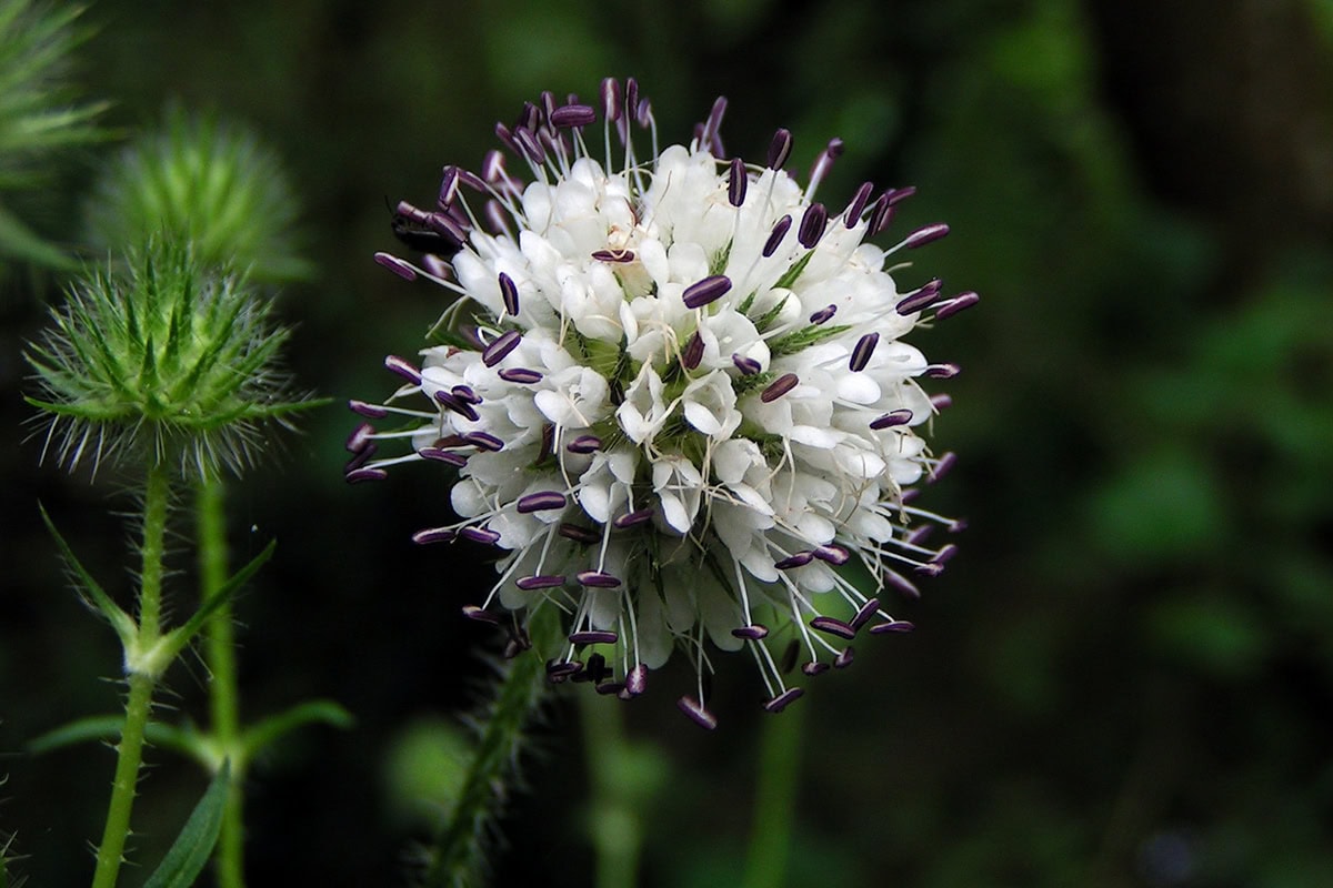 Rond bloemhoofdje met witte bloemetjes en paarse helmhokjes