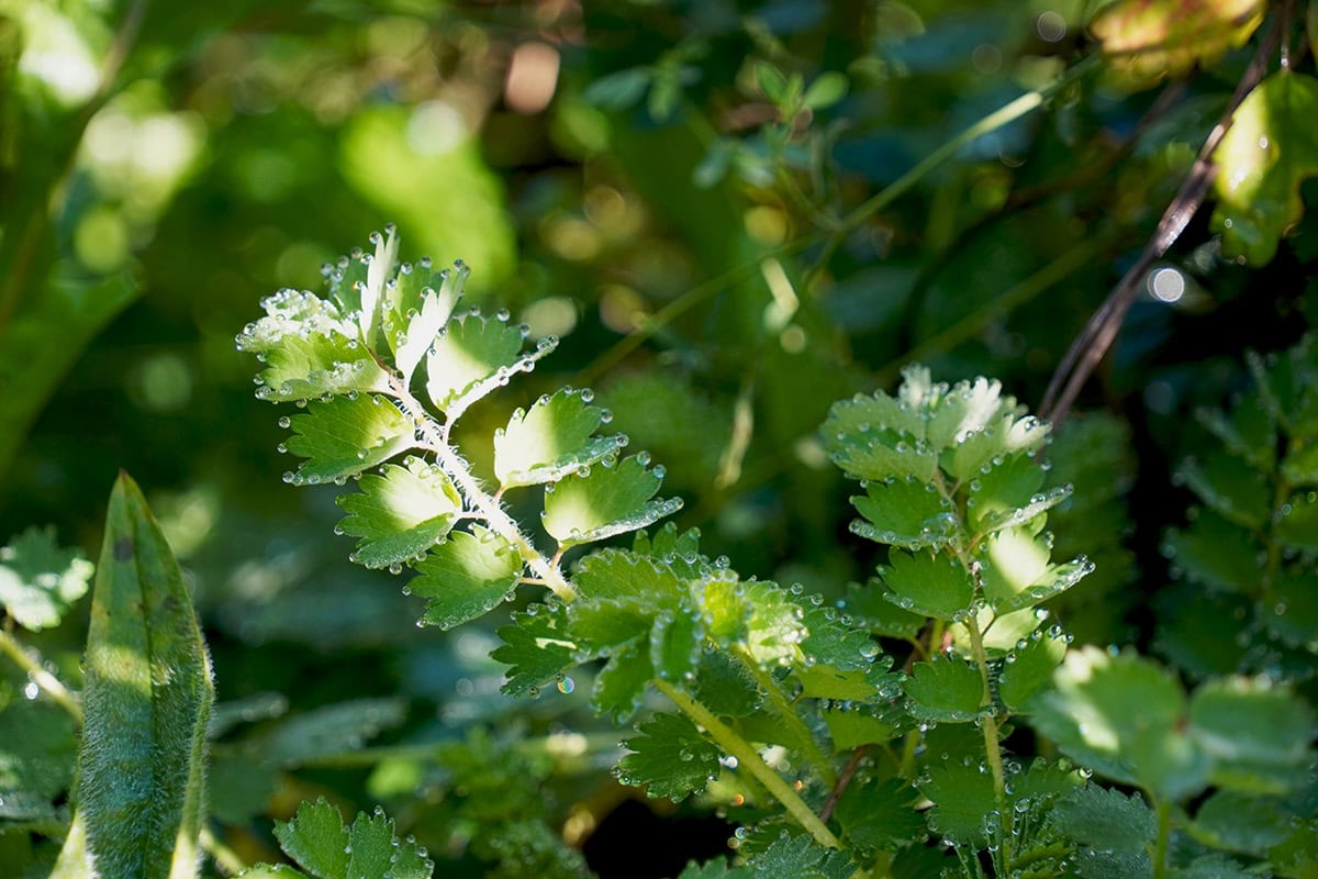 Samengestelde bladeren met geveerd blad en dauwdruppels.