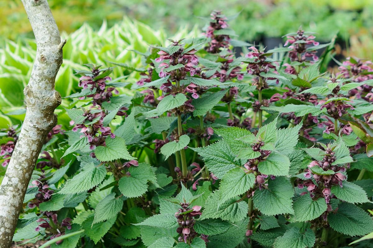 Brandnetelachtige bladeren met dieppaars-bruine bloemen.