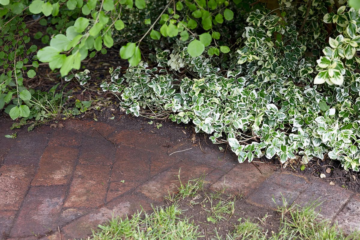 Tuinpad met overhangend groen