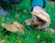 Iemand plukt bruine paddenstoel uit het gras.