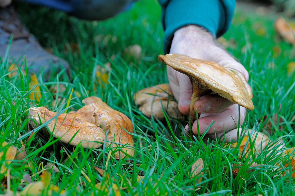 Iemand plukt bruine paddenstoel uit het gras.