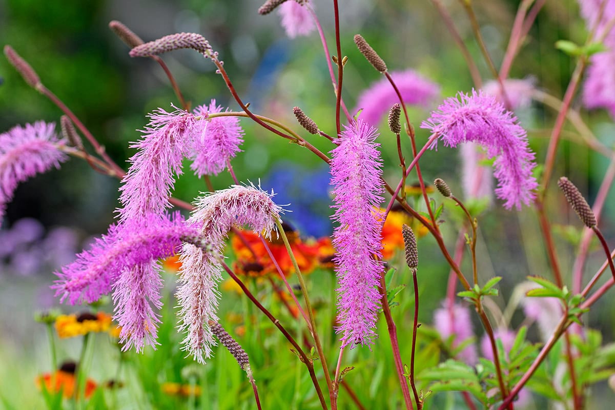 Plant met lange roze bloemen
