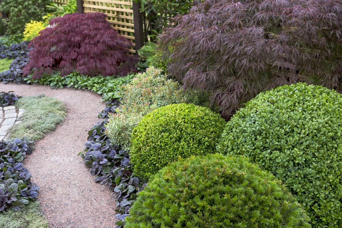 Een halfverhard tuinpad langs buxus, esdoorn, coniferen en meer.