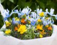 Een hoekige witte pot met vrolijke voorjaarsbloeiende bollen zoals dwergiris in blauw.