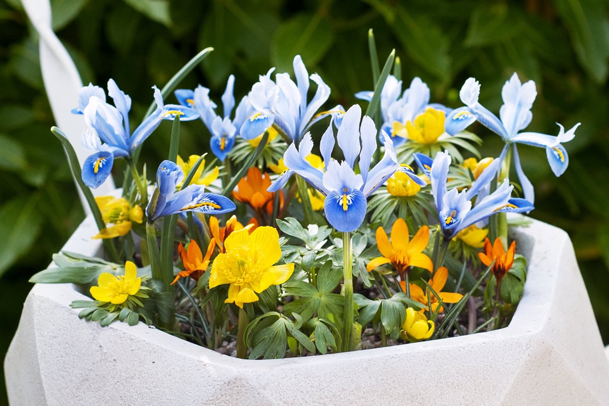 Een hoekige witte pot met vrolijke voorjaarsbloeiende bollen zoals dwergiris in blauw.