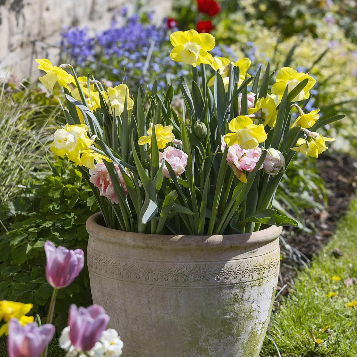 Terracotta pot met bloeiende tulpen en narcissen, een mix van geel, wit, roze.