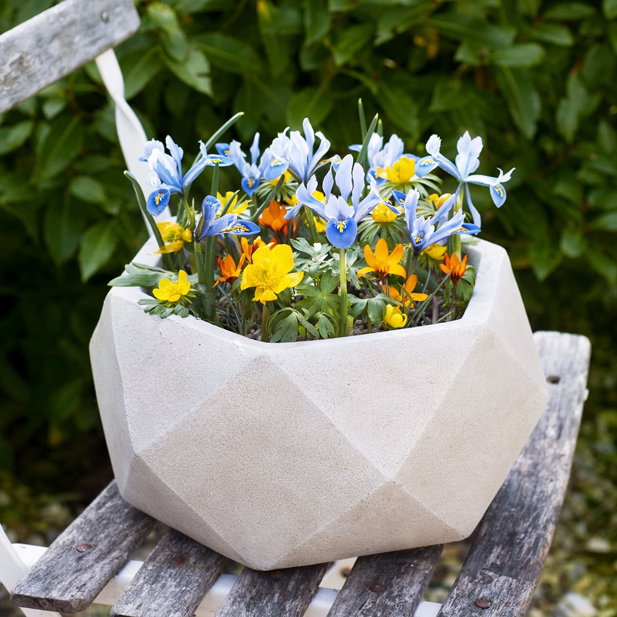 Witte voorjaarspot met gele winterakoniet en meer bloemen op een tuinstoeltje.