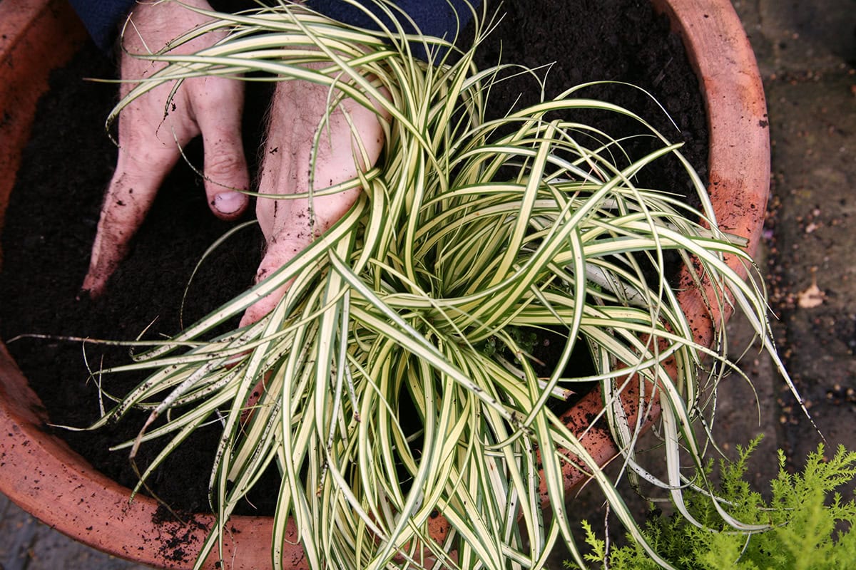 iemand plant zegge in pot