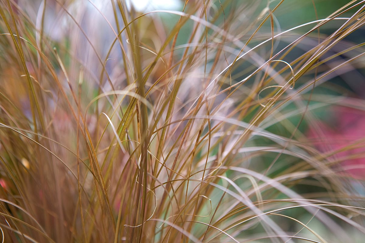 Bruine grasachtige plant