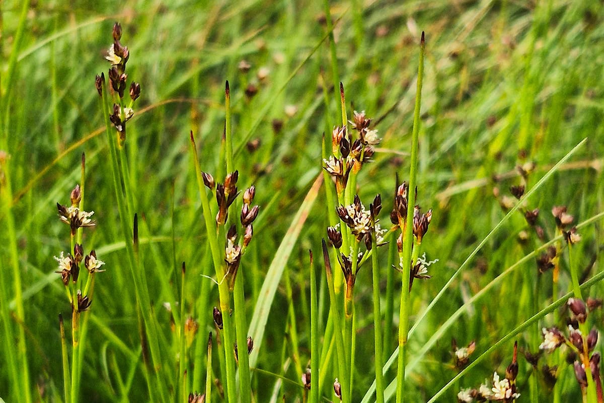 Groene grasachtige plant met scherpe punten en bruine bloemetjes