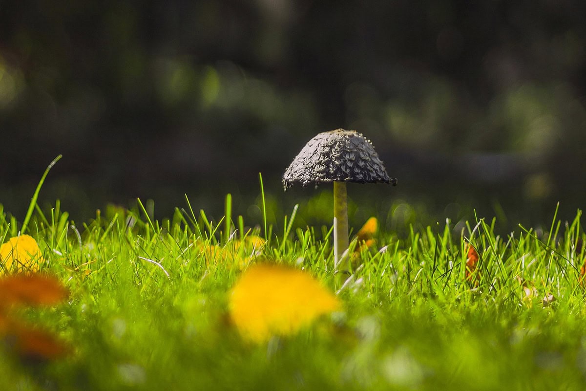 Paddenstoel met wit/zwarte hoed in gras.
