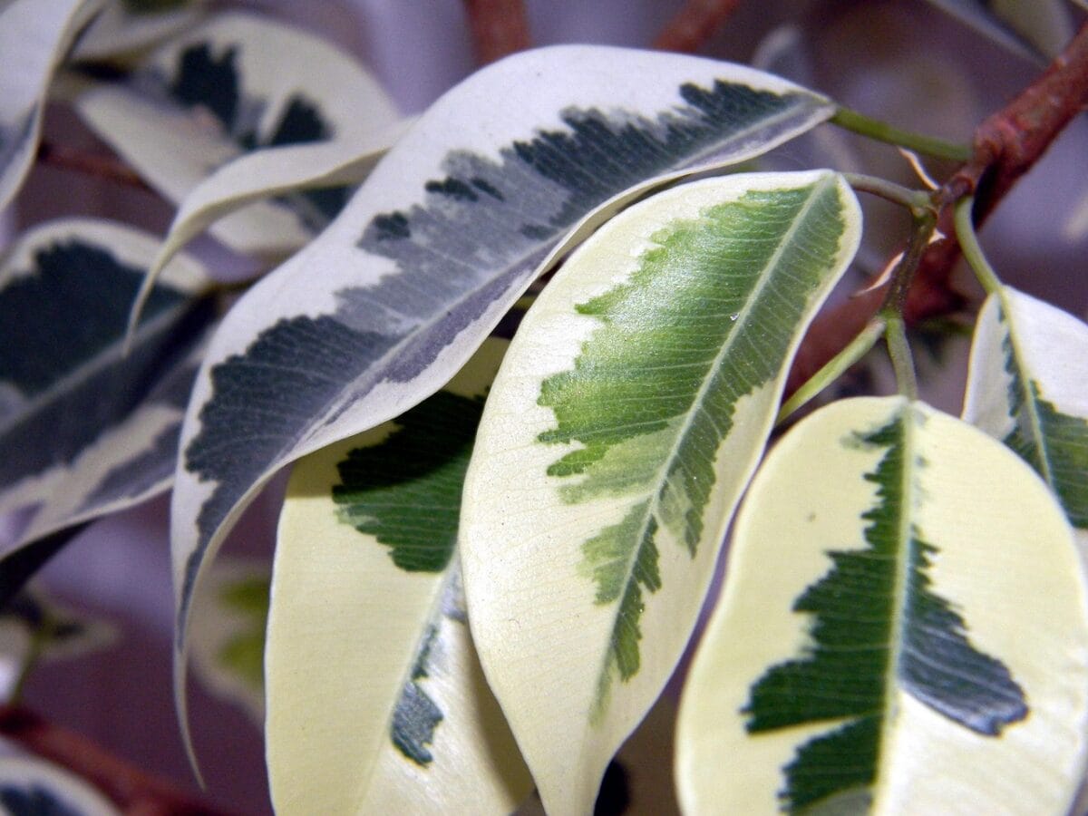 Groen met witte bladeren aan plant.