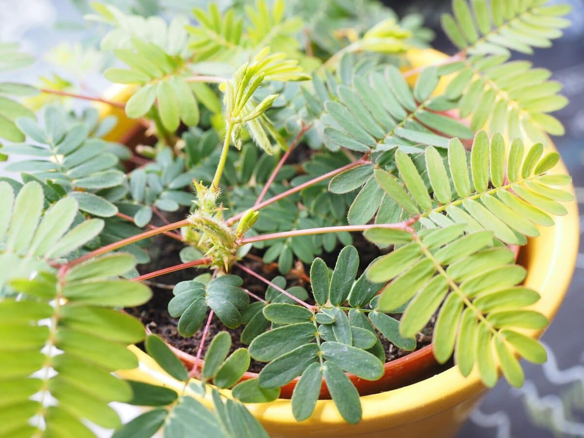 Plant met geveerde blaadjes in pot