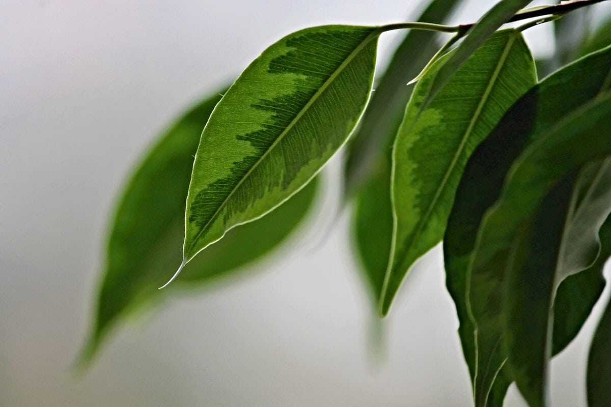 Groene, bonte bladeren met tegenlicht.