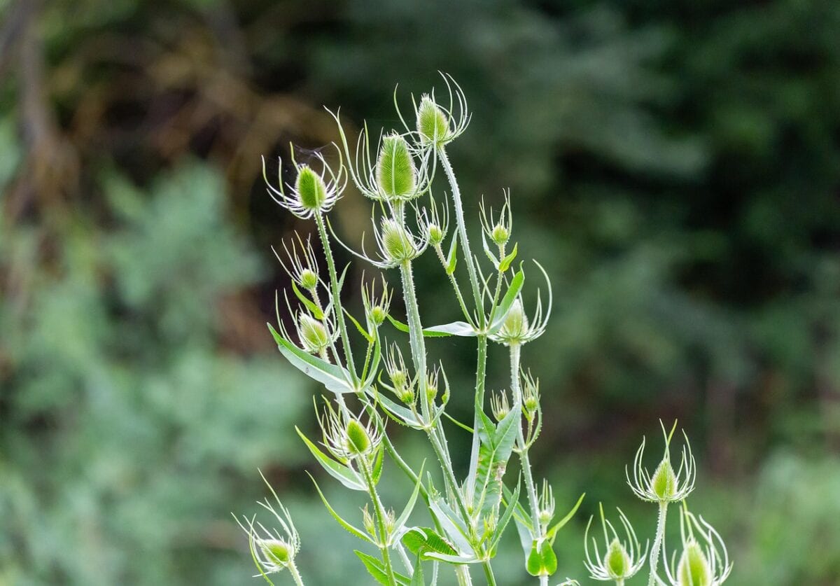 Kaardenbol in knop