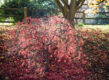 Acer Palmatum Dissectum boompje in de zon