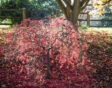 Acer Palmatum Dissectum boompje in de zon