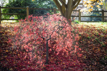 Acer Palmatum Dissectum boompje in de zon