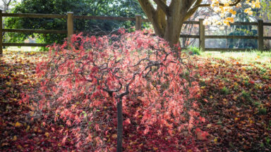 Acer Palmatum Dissectum boompje in de zon
