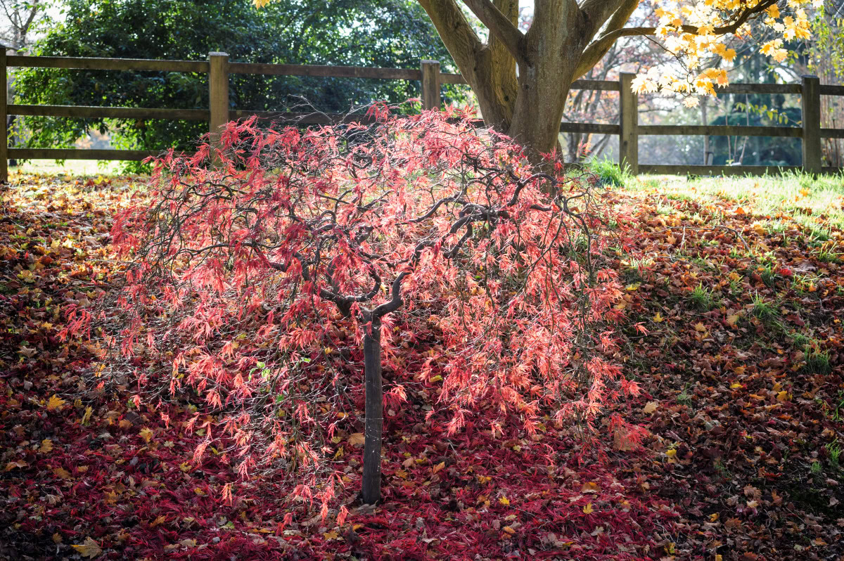Acer Palmatum Dissectum boompje in de zon
